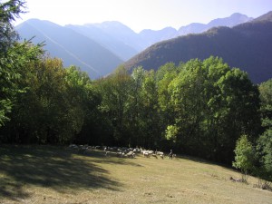 Troupeau de moutons et Montagne dans le Biros