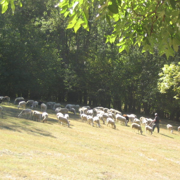 Berger du Biros et son troupeau de moutons